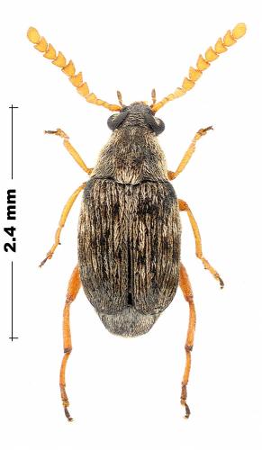 Réf. 356 682 : Bruchidius imbricornis